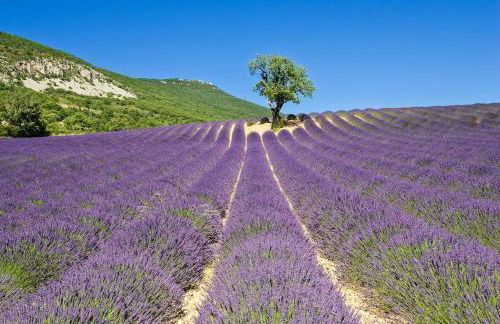 Détours en Provence - Lavande 3* - Foto 52