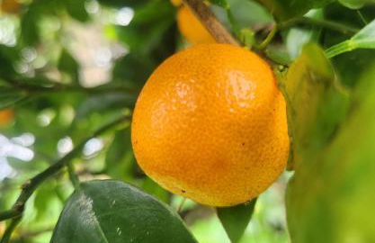 Fully renovated 4 bd with 2 master suits, 3 bth home in centralized location - Foto 26