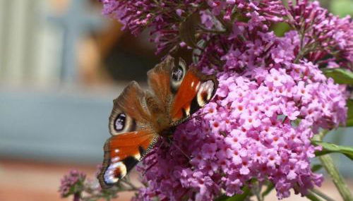 Ferienwohnung Bedey - Foto 3