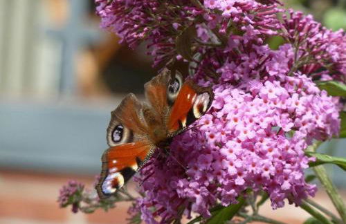 Ferienwohnung Bedey - Foto 3