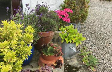 Shepherds Hut in the Hills - Nr. Mold - Foto 13