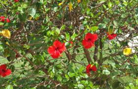 Villa Chabola - Foto 20