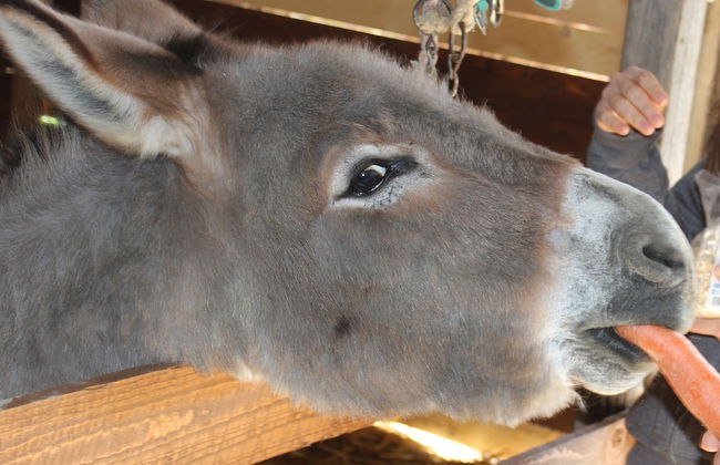 Agriturismo La Casa di Bacco - Foto 23