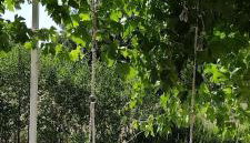 House Stone Curlew 6 - Foto 5