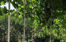 House Stone Curlew 6 - Foto 5