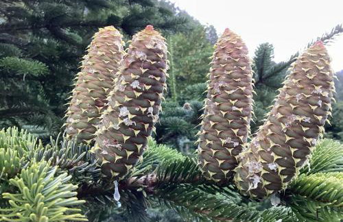 Waldbauernhof - Photo 12