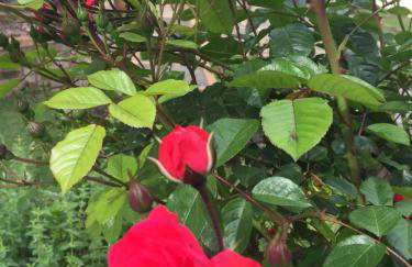 Villa Apart Hotel - Photo 28