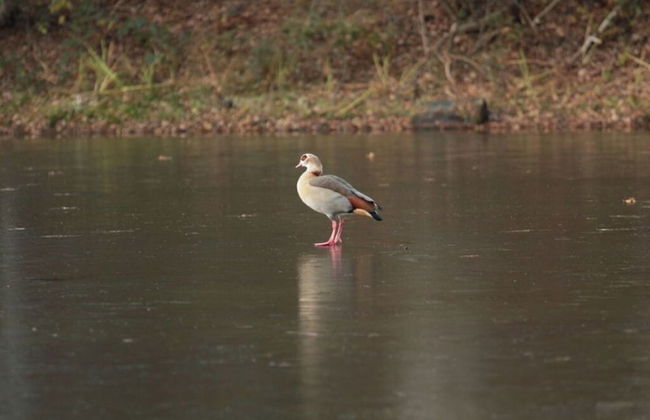 Holiday Home Feike Comfortable Vacation Home - Foto 13