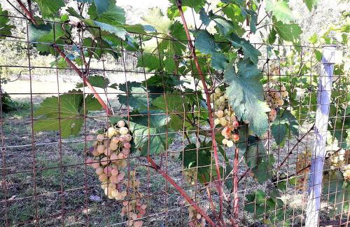 Villa Ioanneta - Close to sea, private parking, pet-friendly - Photo 49