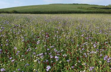 Creber Cottage - Foto 33