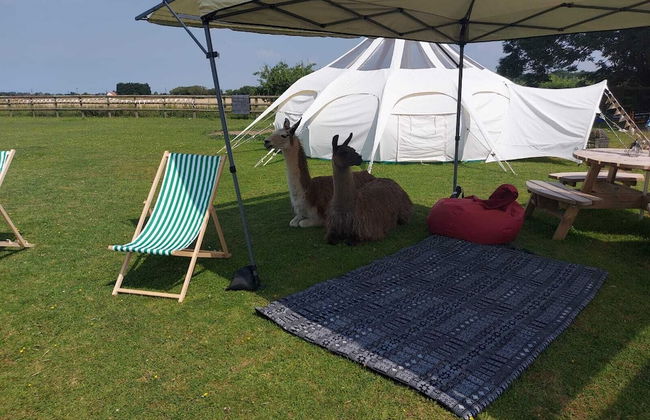 Glamping With Llamas - Foto 58