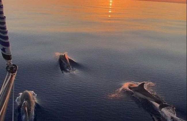 Avistamiento de delfines en la isla de Figarolo - Foto 6