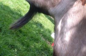 Agroturystyka,, Ranczo Kruszynki" - Foto 43