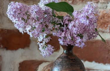 BacksteinFlair - LüneMitte - Foto 5