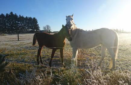 Ferienwohnung Riemer - Foto 13
