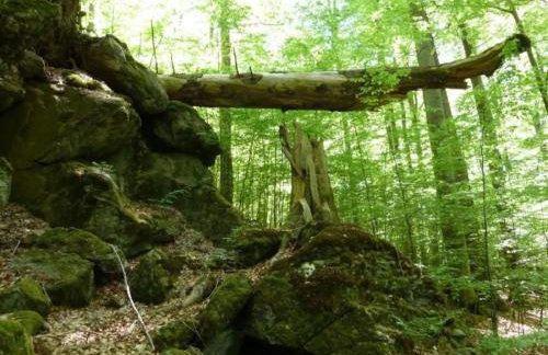 Apartment Wildfeuer by Interhome - Foto 14