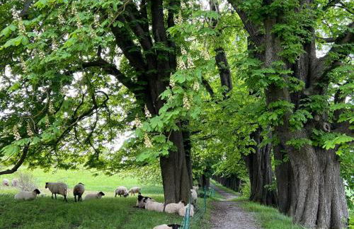 Ferienwohnung Osterwieck Mittelstraße 4 - Foto 21