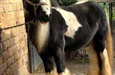 Forsthäuschen am Ponyhof - Foto 11