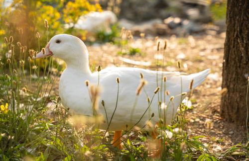 Agriturismo Ca du Chittu - Foto 33