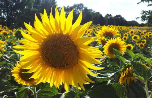 Pension Marina - Foto 37