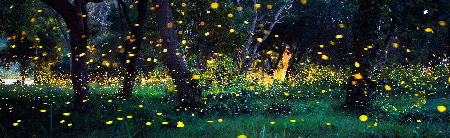 Excursion à Kuala Selangor