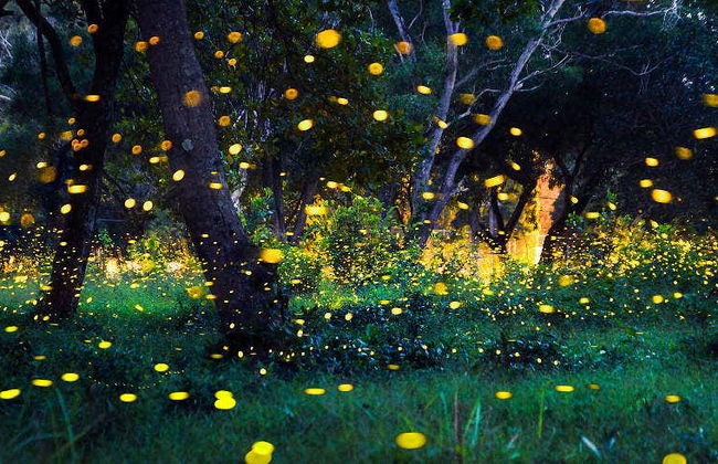 Excursion à Kuala Selangor - Photo 1