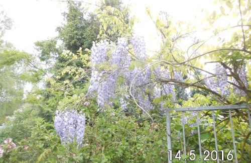 Linnemanns Gaestehaus - Foto 40