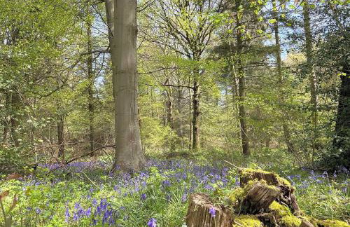 Robins Rest - Foto 19