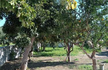 Avocado house - Photo 18