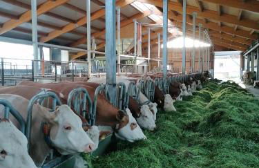 Woferlhof, Ferienhof Boxhorn - Foto 34