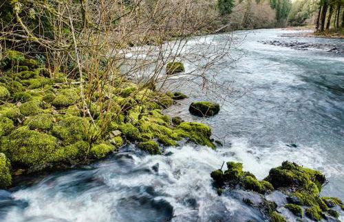 Molalla River Cottage - Foto 3