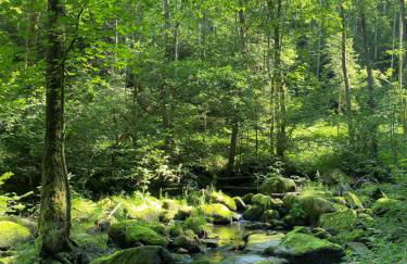 Ferienwohnung Zauberwald - Foto 12