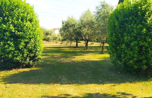 Casolare L'Antico Olivo - Foto 7