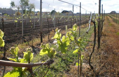 Holiday Home Weingut Mertes - Foto 8