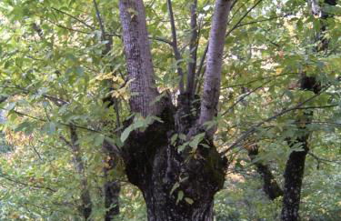 Viviendas Rurales del Robledo - Foto 17