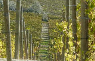 Tenuta Tenaglia - Foto 17