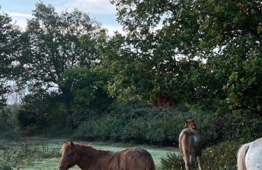 Ashbourne Cottage - Foto 60