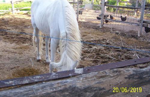 Casa Rural Altozano Elche de la Sierra - Foto 41