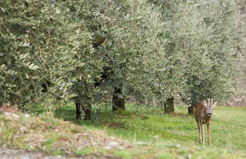 LA CASA DI CHIANNI La Pieve - Foto 54