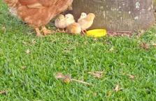 Quinta da Boa Vista São Chico - Foto 48