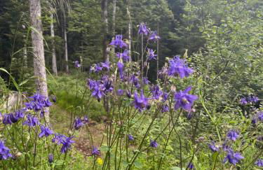 Entre Montagnes et lacs Gites - Foto 15