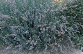 Apartments Zvone,place by the sea - Photo 40