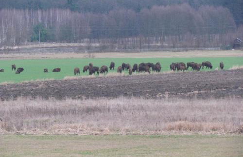 Domek przy Puszczy Białowieskiej - Foto 14
