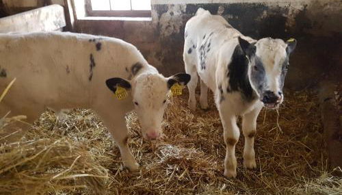 Ferienwohnung mit Bauernhofflair - Foto 5