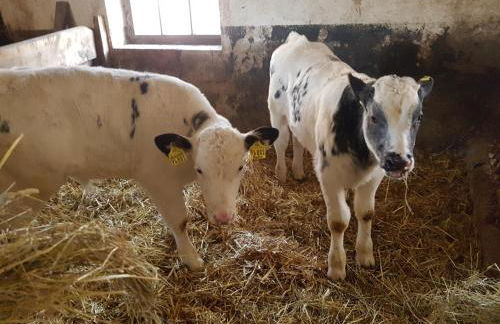Ferienwohnung mit Bauernhofflair - Foto 5