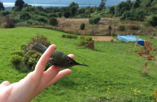 Casa Pumahue - Foto 7