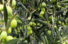 Peloponnese Hideout - White house with the sea view - Photo 80