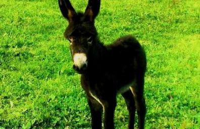 Casa Rural Aldekoa - Foto 32