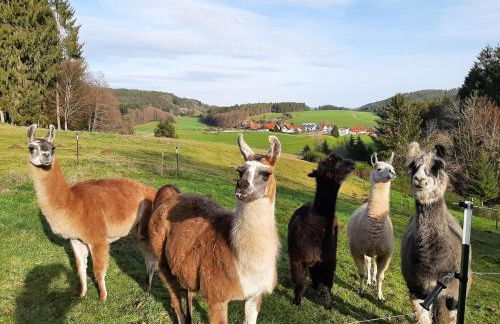 ruhiges Wohnen am Lama und Maine Coon Hof in Alleinlage in Biederbach 3 Zimmer mit Kochgelegenheit Bad - Foto 16