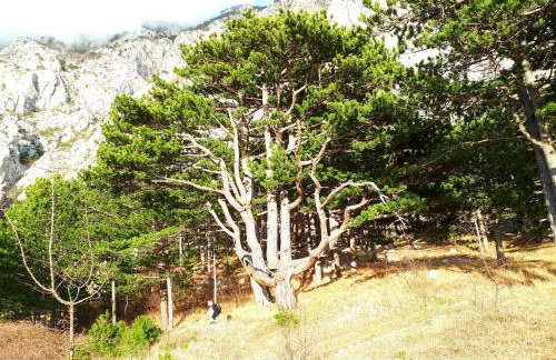 Apartman Taja - Foto 38